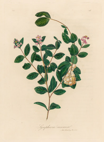 Symphoria racemosa 1818 1824