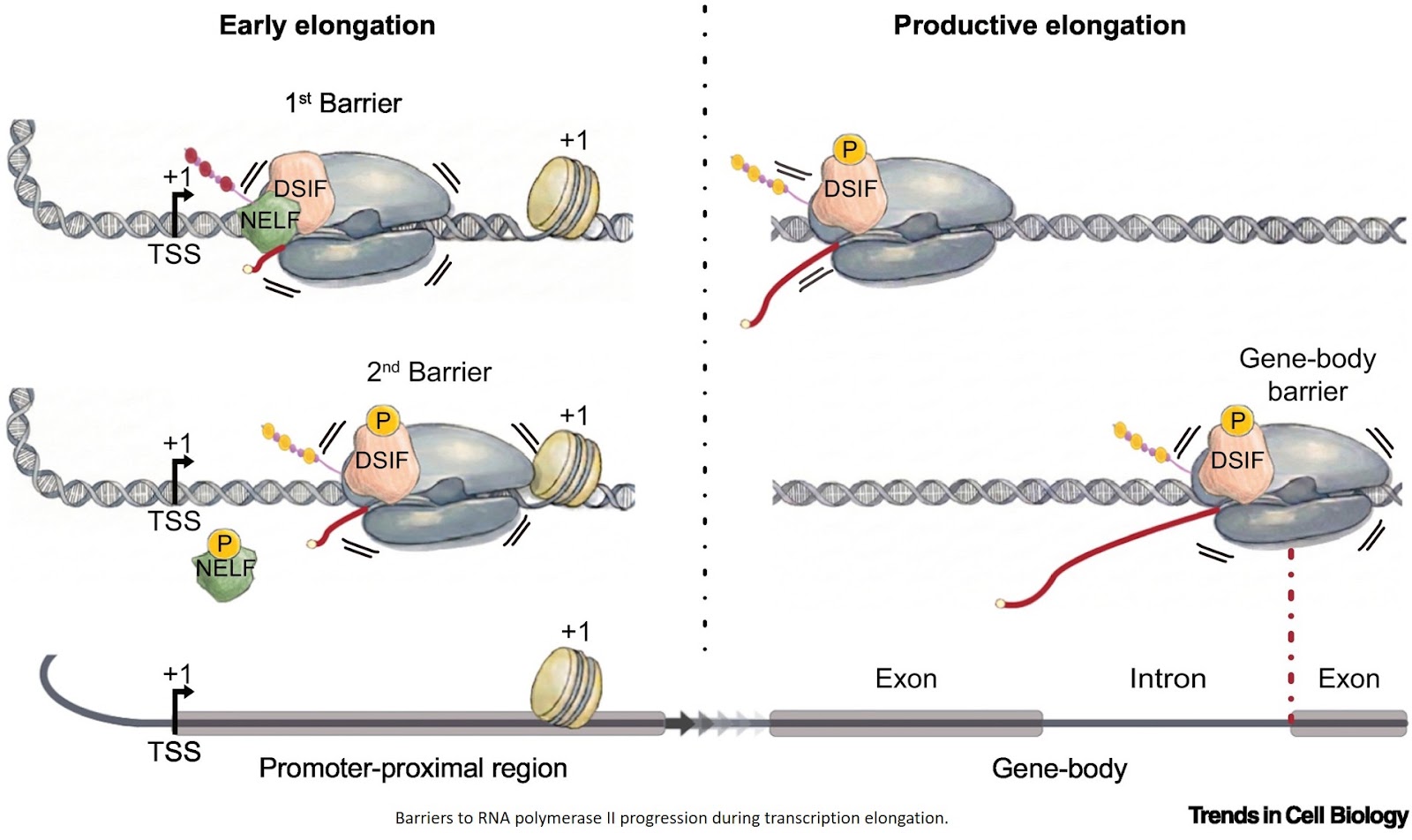 Transcription elongation by RNA polymerase II: from regulatory complexity to disease