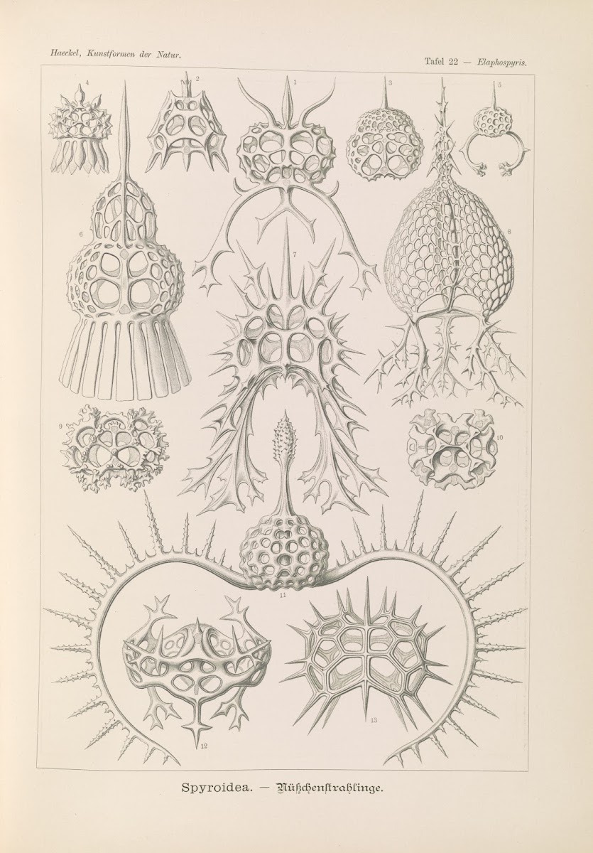Spyroidea  Nükchenstrahlinge 1904