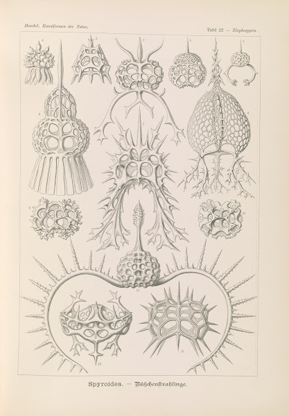 Spyroidea  Nükchenstrahlinge 1904