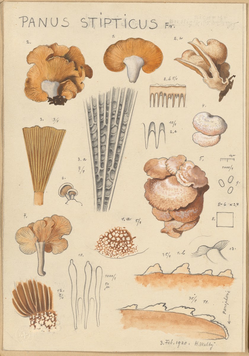 Panus stipticus 1915 1945