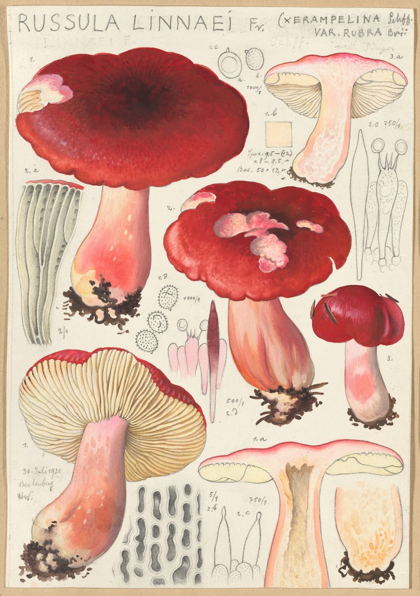 Russula linnaei 1915 1945