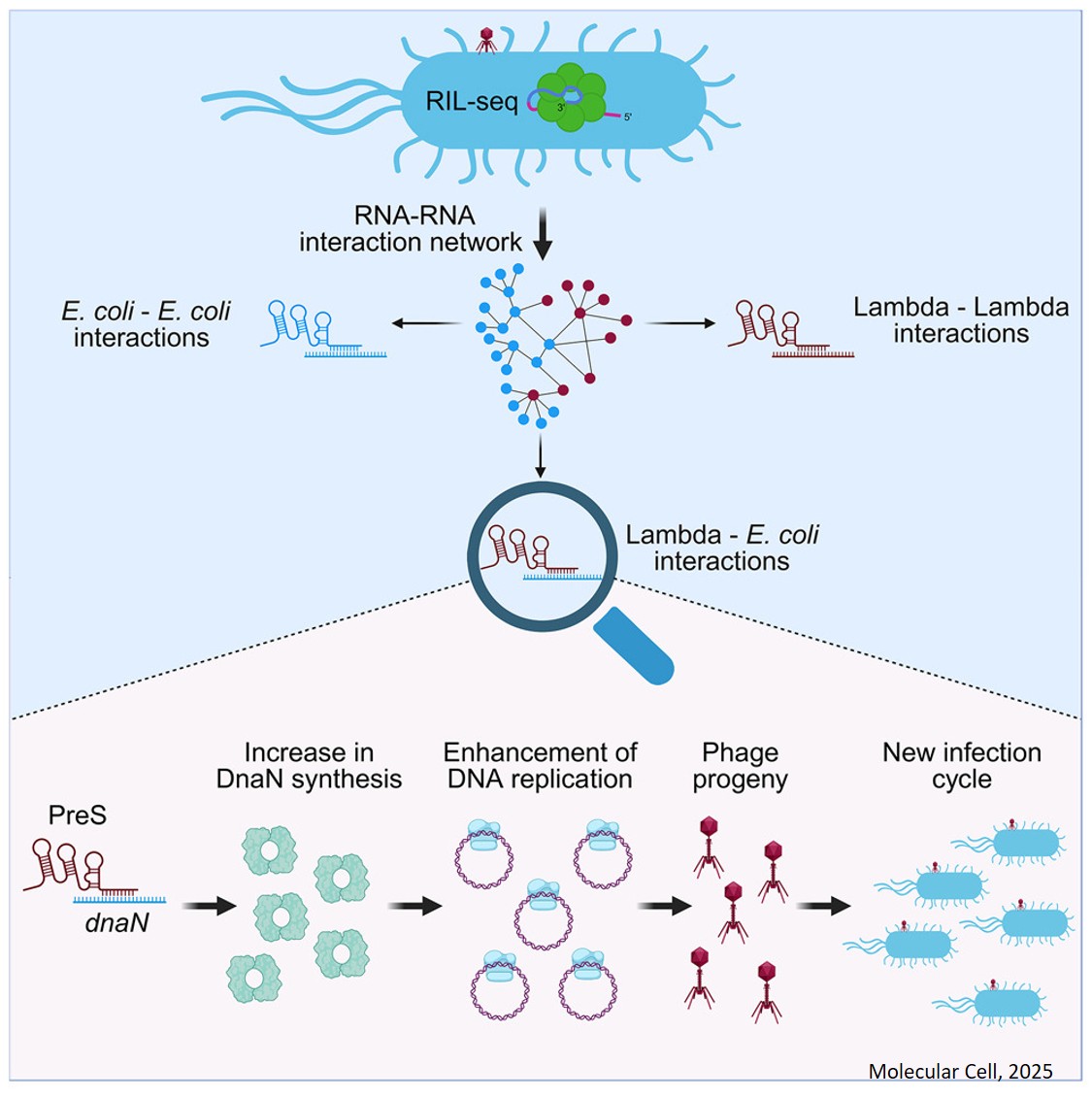 Phage-encoded small RNA hijacks host replication machinery to support the phage lytic cycle
