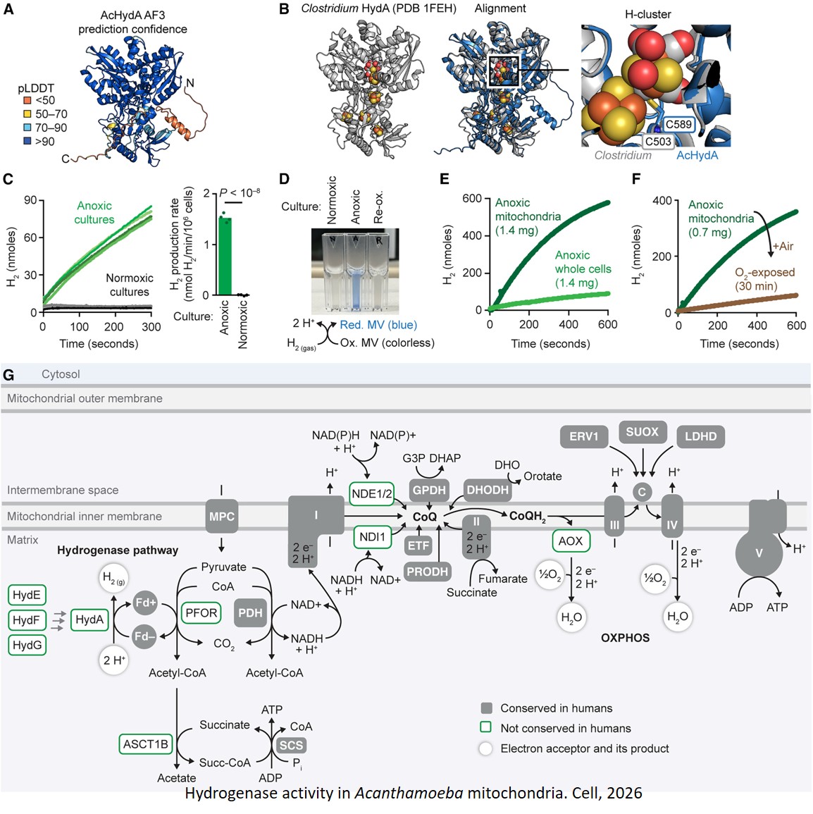 Amoeba’s mitochondrial metabolism