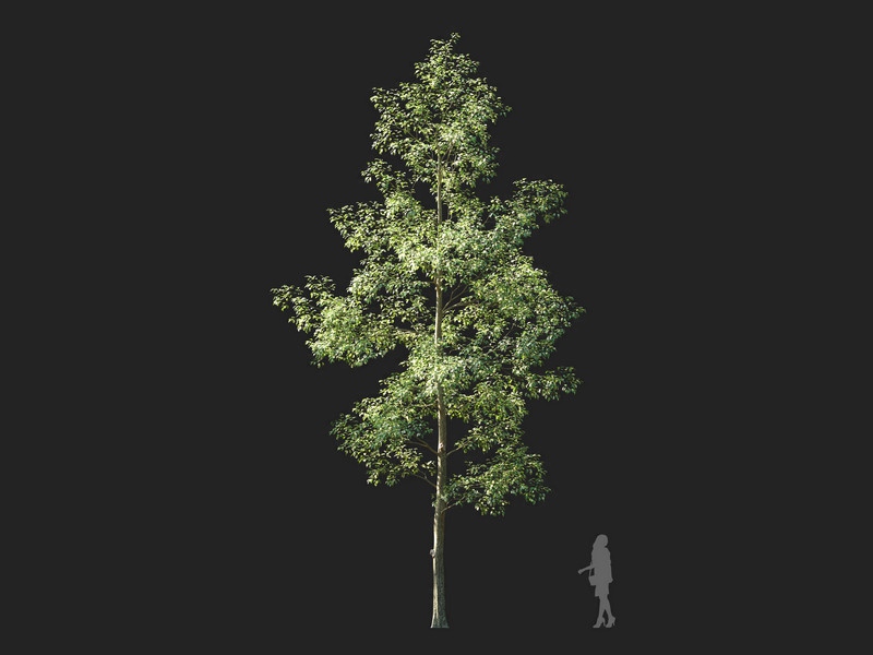 Maxtree - Plant Models Vol.114