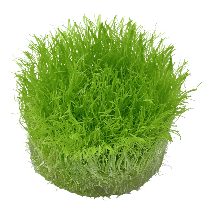 Utricularia graminifolia