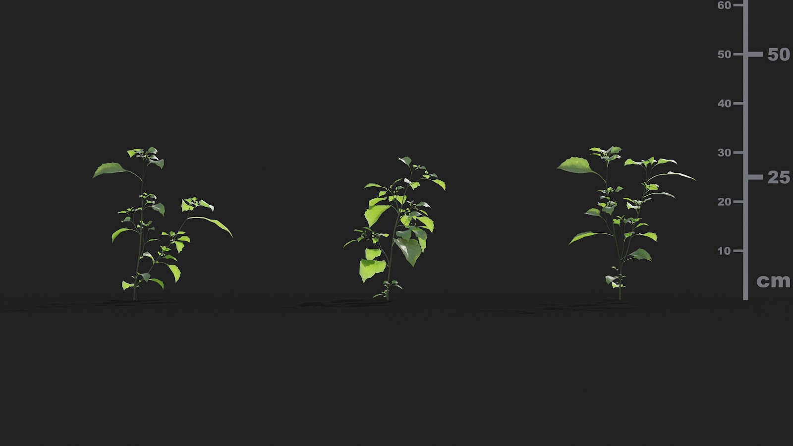 Maxtree - Plant Models Vol.21