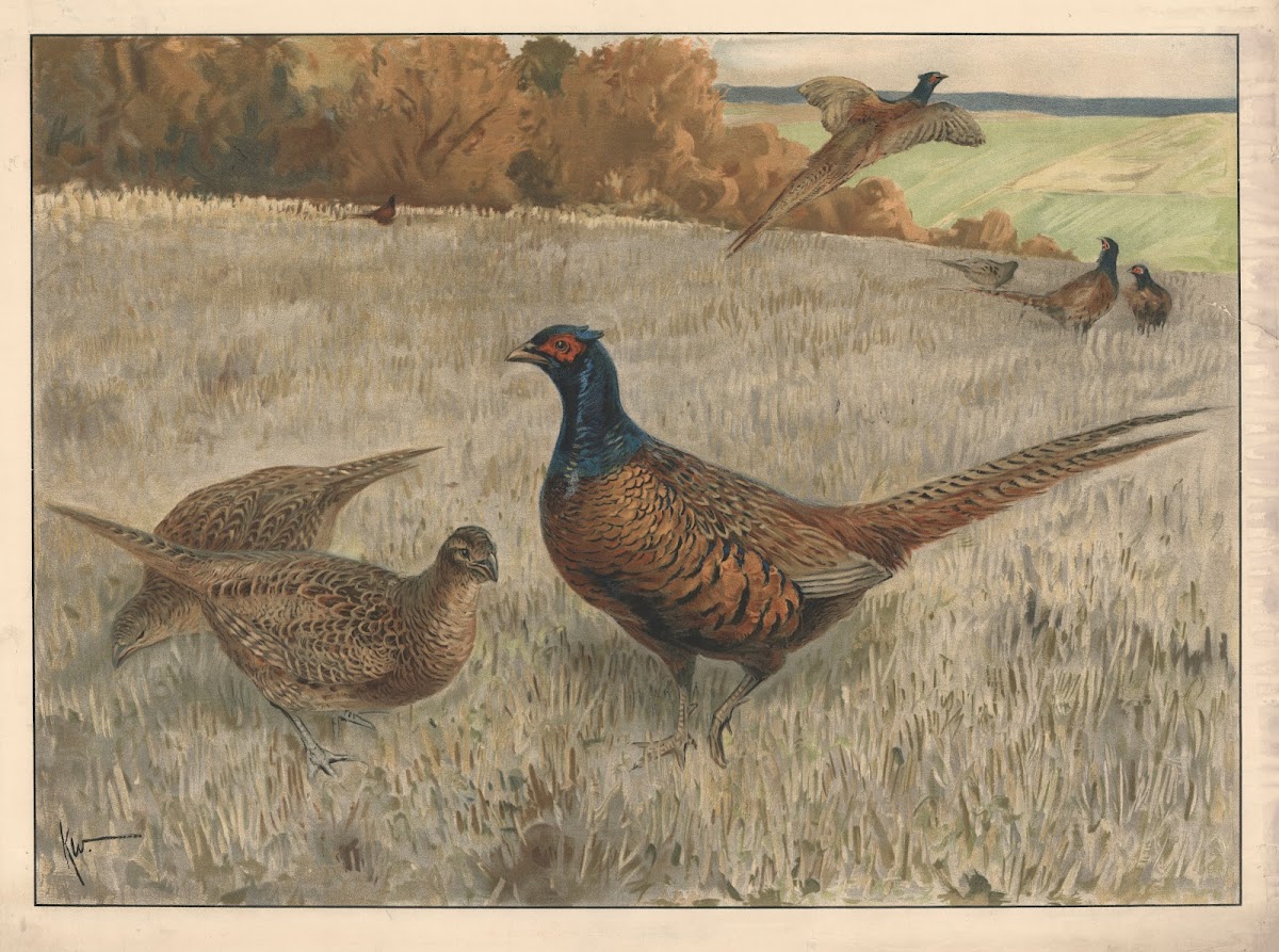Fasan 1910