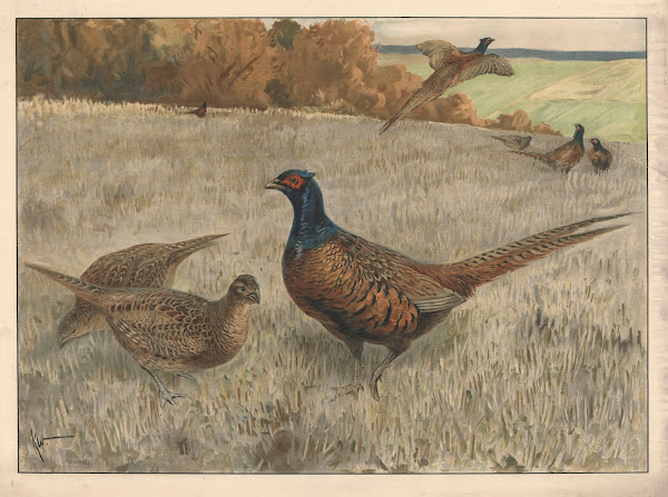 Fasan 1910
