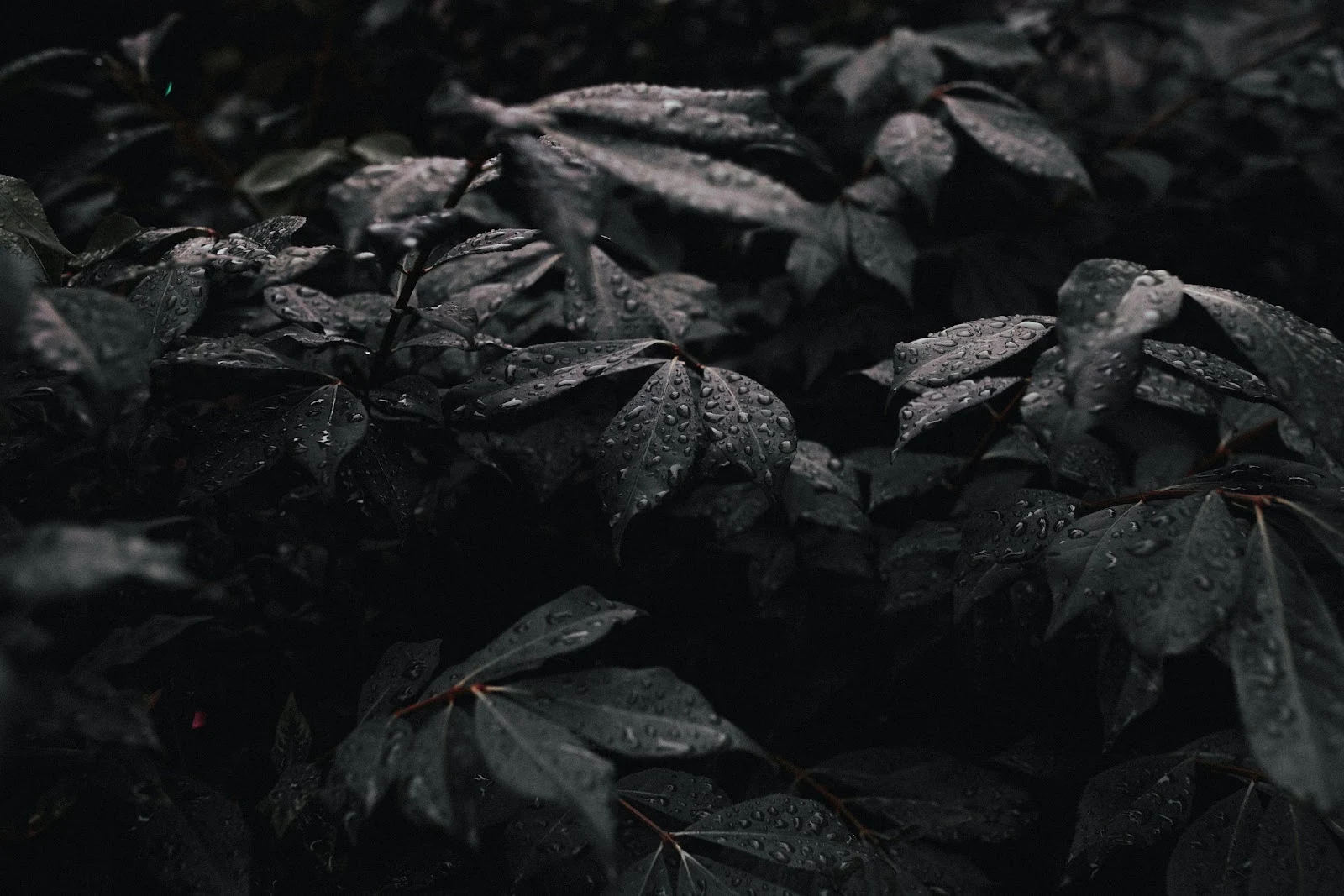 Raindrops On Dark Forest Leaves - Moody Nature Photography 5K Wallpaper (5472x3648)