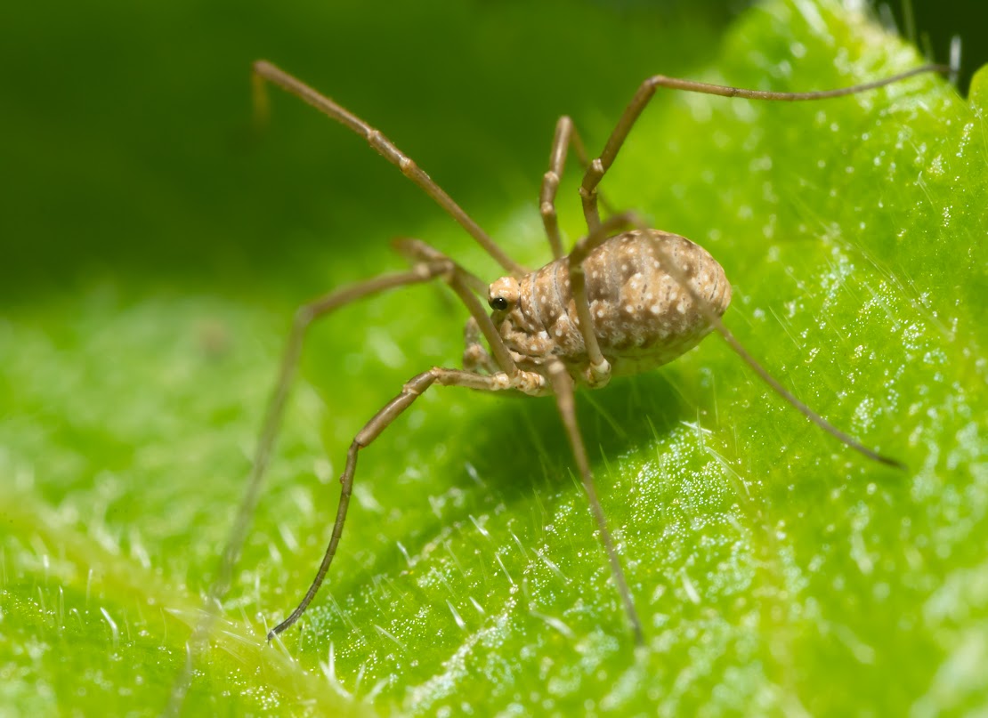 Rilaena triangularis