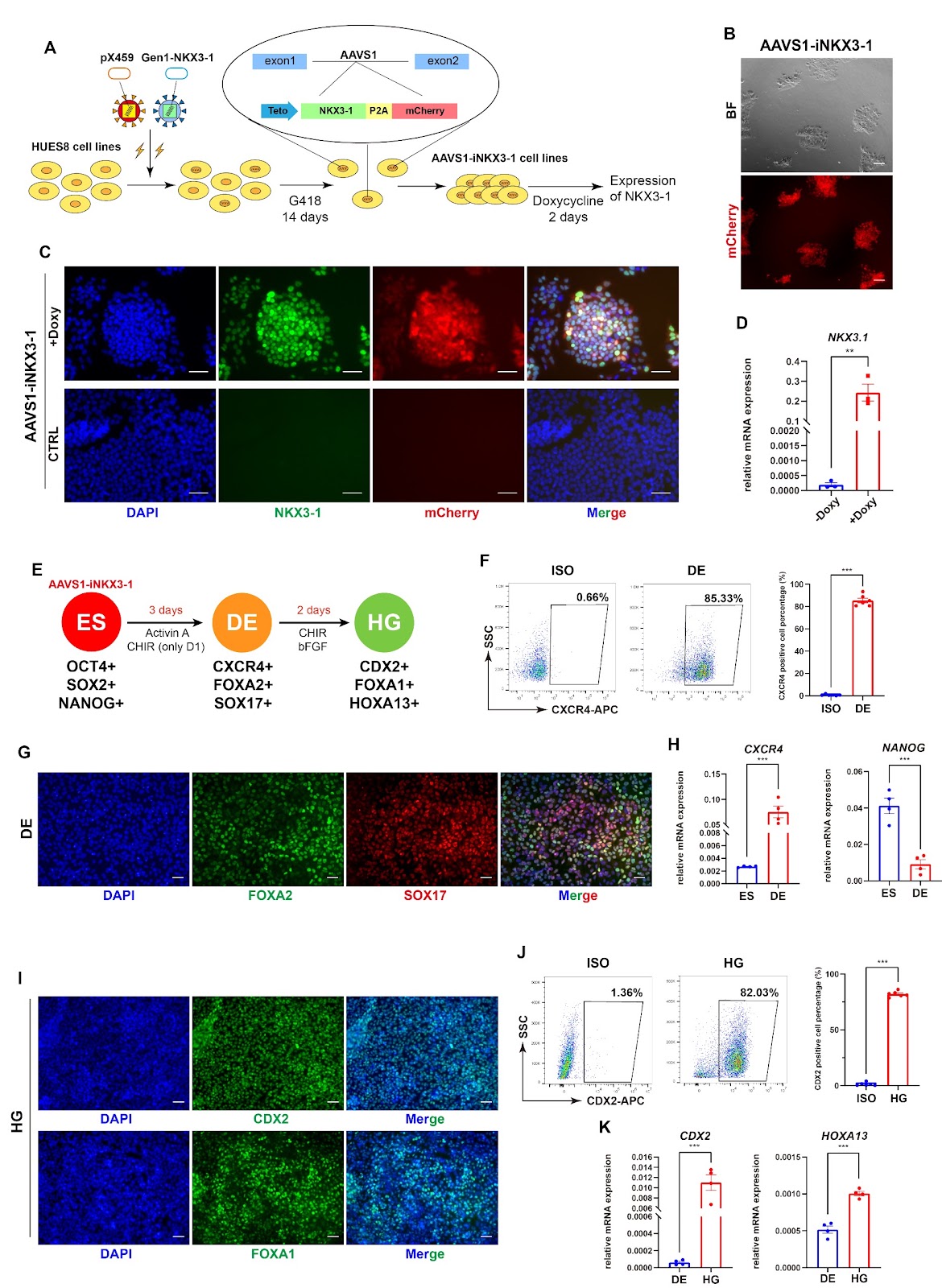 Prostatic lineage differentiation from human embryonic stem cells through inducible expression of NKX3-1