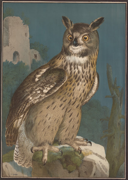 Owl 1910