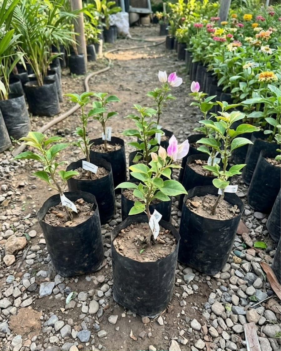 Imported Magic Ice Cream Bougainvillea Plant — view 2