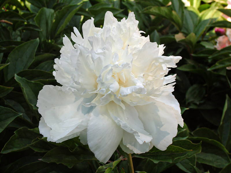 Paeonia lactiflora 'Snow Mountain', fiori bianchi doppi nel giardino primaverile