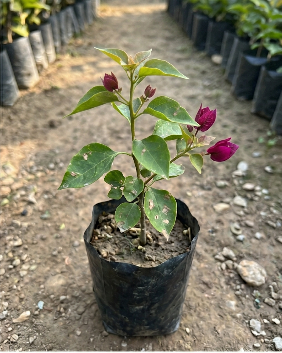 Imported Dark One Rubiyana Bougainvillea Plant — view 2