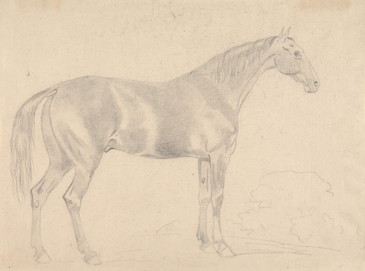 A Horse Facing Right