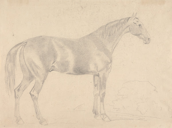 A Horse Facing Right