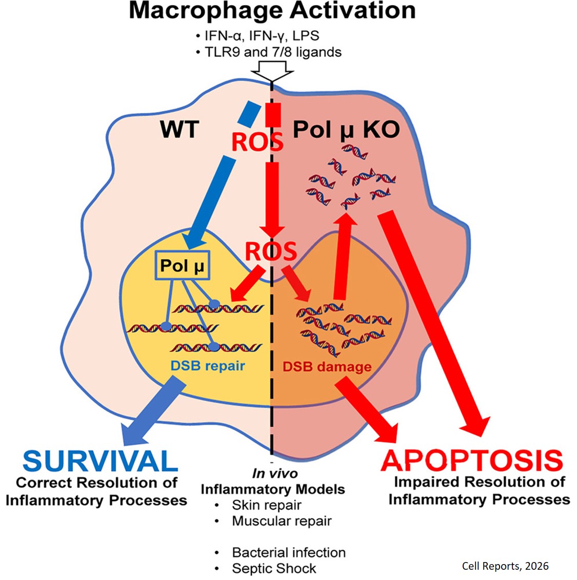 DNA polymerase μ protects macrophages from DNA damage produced during pro-inflammatory activation