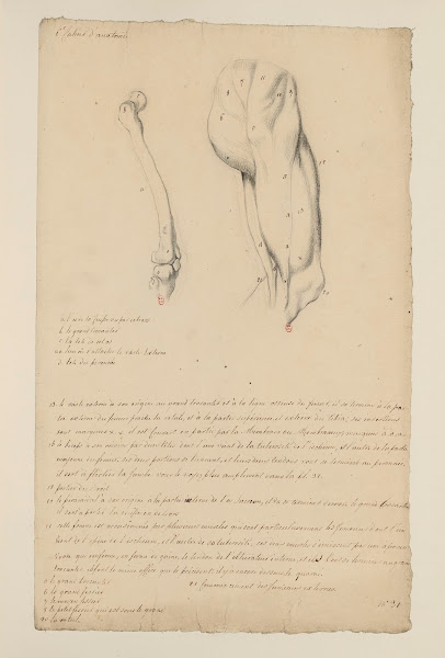 Cahiers dAnatomie Pl33 18th Century