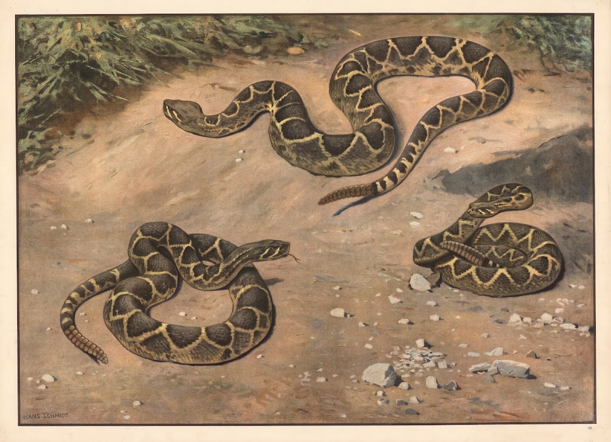 Rattlesnake 1910