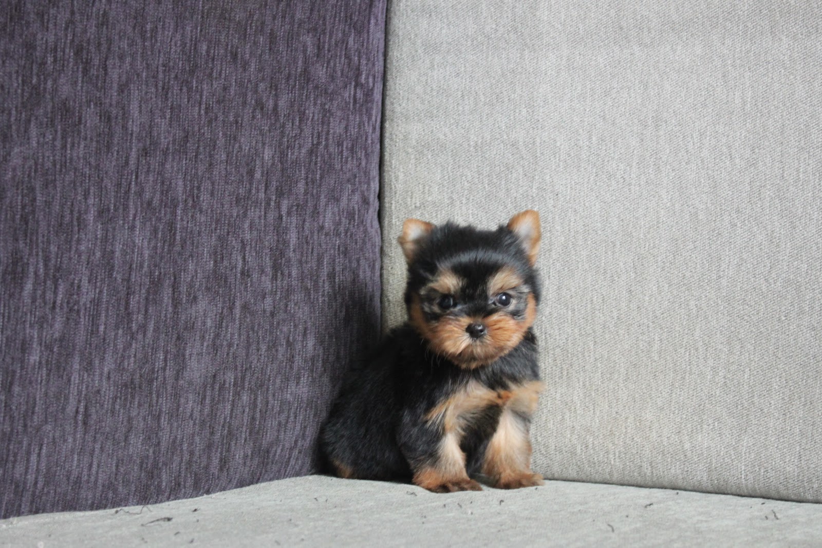 11/18出生 高端優質迷你約克夏妹妹