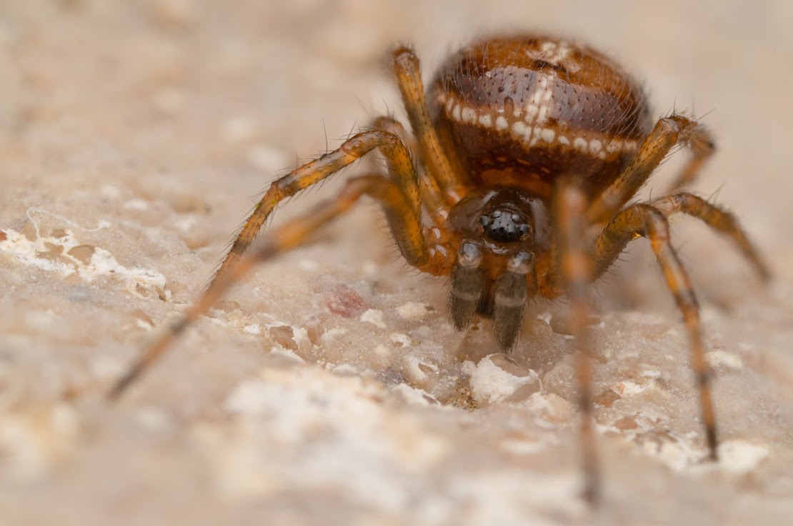 Steatoda bipunctata