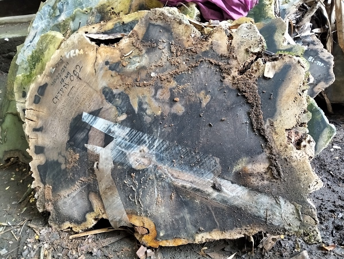 ROUND SLICE COFFEE TABLE — SKU CFTPN.092 | Petrified Wood by PJ Antique Bali