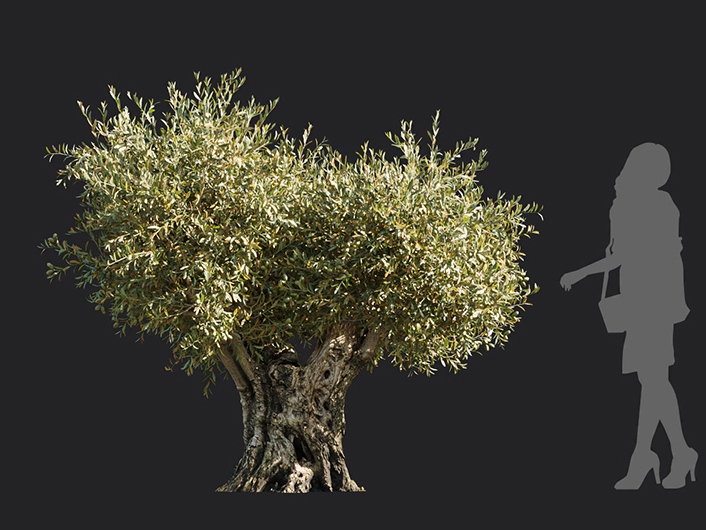 Maxtree - Plant Models Vol.113