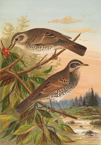 Turdus fuscatus