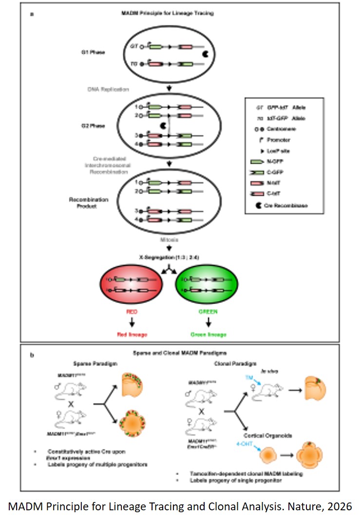 Temporal uncoupling of radial glia lineage progression in cortical organoids