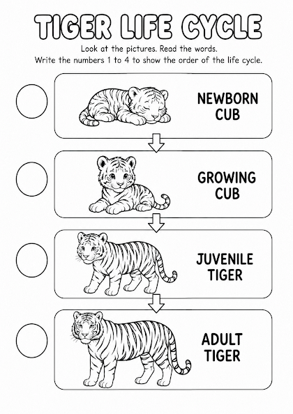 Tiger Life Cycle Worksheet