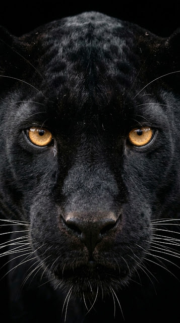 Close Up Portrait of Black Panther in Dark Shadow - Free mobile Wallpaper