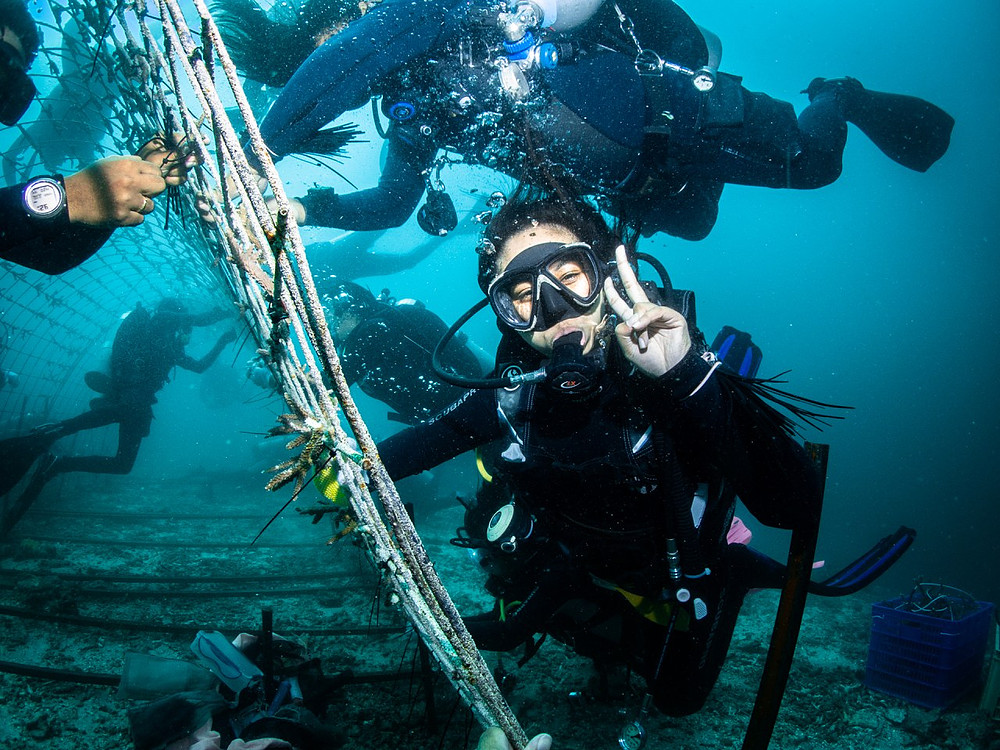 Livingseas. Top Marine Conservation Organisations in Indonesia, Livingseas Asia, Gili Eco Trust, Indonesia Biru Foundation, Meridian Adventure, climate education, carbon calculator, and blue carbon ecosystem conservation. CarbonEthics Indonesia