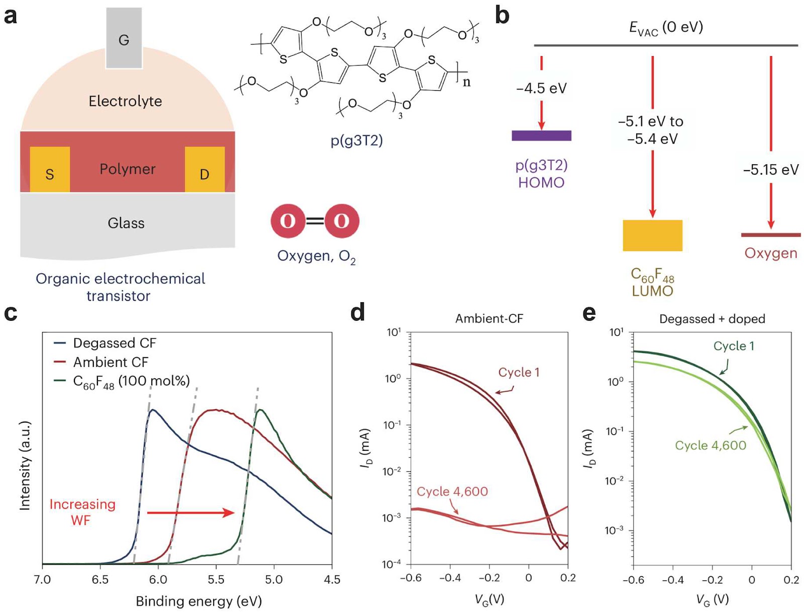 Degassing and Doping Unlock the Longevity Code of OECTs