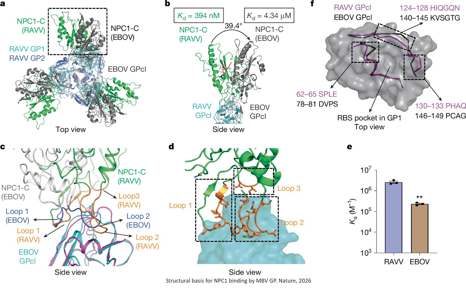 Structures of Marburgvirus glycoprotein and its complex with NPC1 receptor