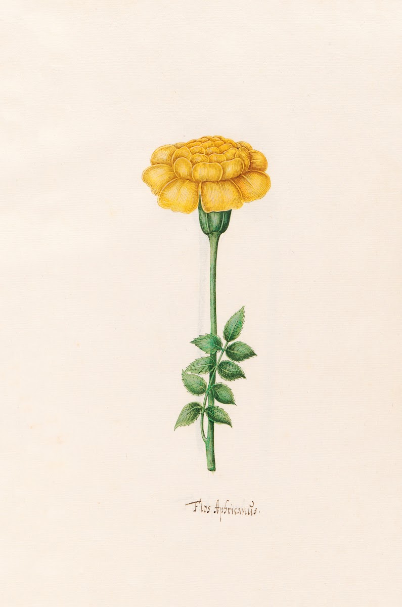 Flos Aphricanüs 1692