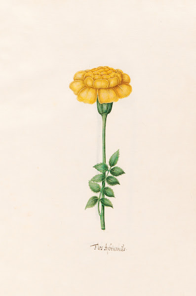 Flos Aphricanüs 1692
