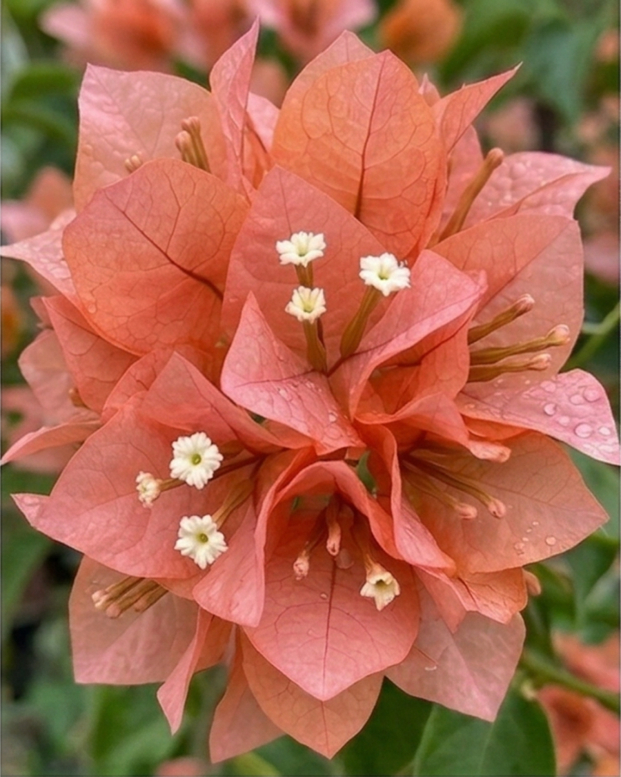 Imported Aruna Bougainvillea Plant — view 2