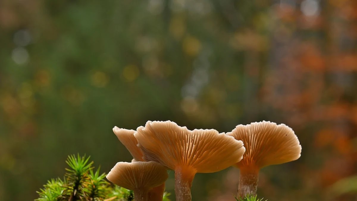 멤버십 포인트 적립률 높이는 활용법과 카드 연동 기준