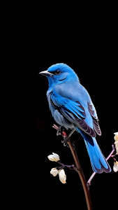Vibrant Blue Bird Perched on Branch with White Buds