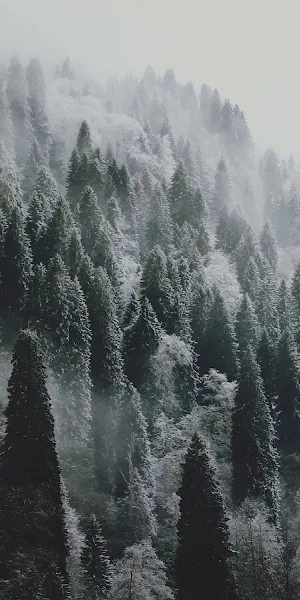 Landscape, Winter, Snow, Forest, Trees 5K Wallpaper Background