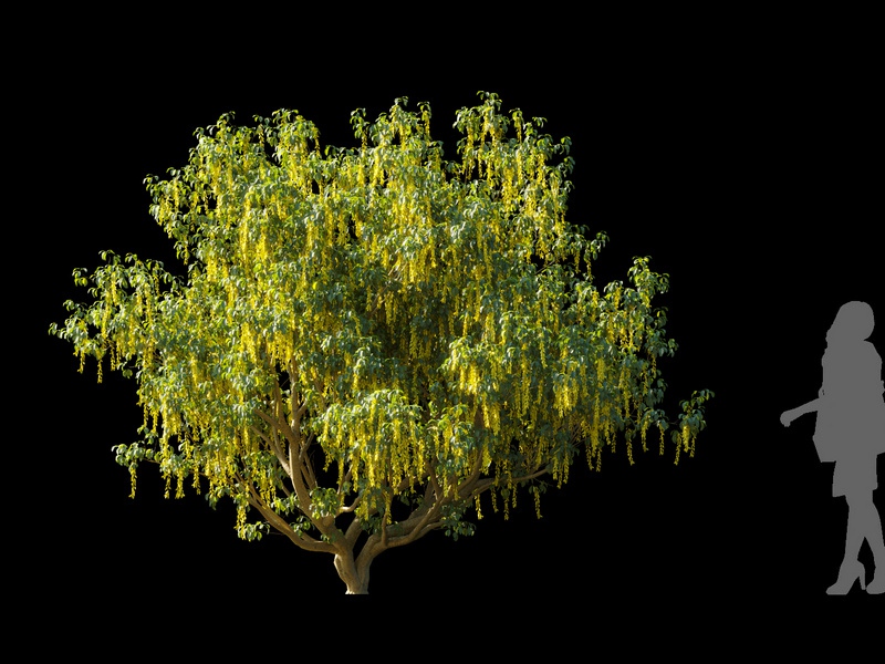 Maxtree - Plant Models Vol.120