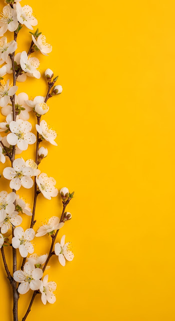 Minimalist White Blossoms and Buds on Vivid Yellow Background - Free mobile Wallpaper