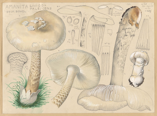 Amanita lividopalescens Secr Boud 1915 1945