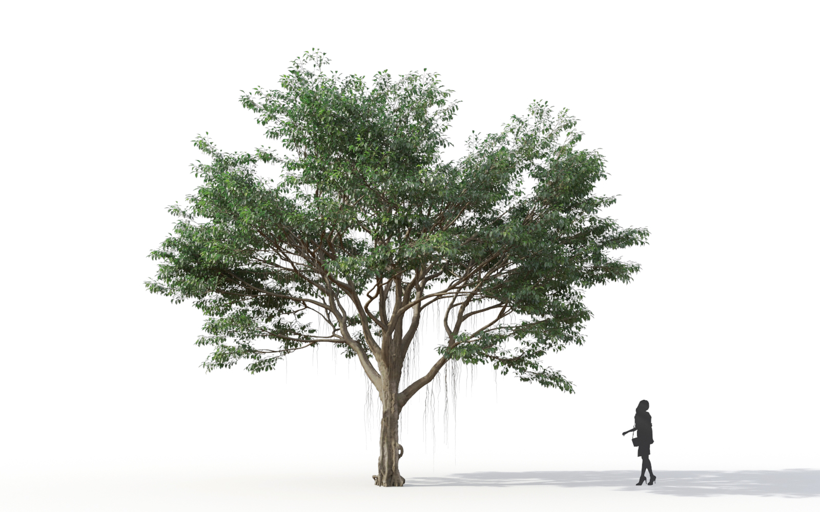 Maxtree - Plant Models Vol.11