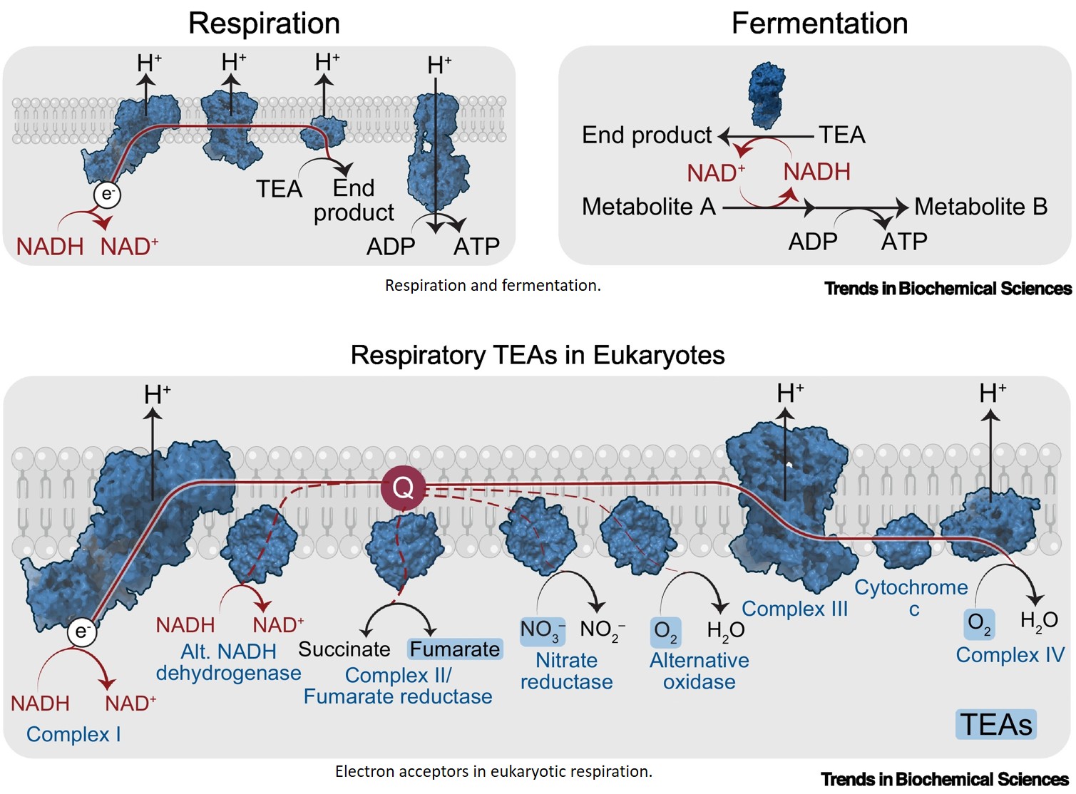 Electron acceptor diversity across eukaryotes