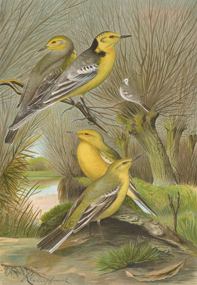 Budytes citreolus Budytes campestris