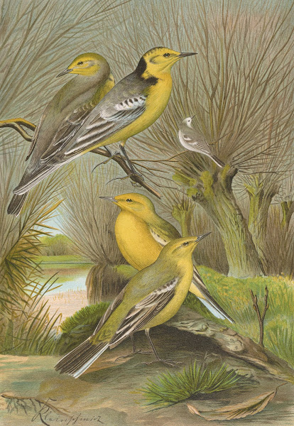 Budytes citreolus Budytes campestris