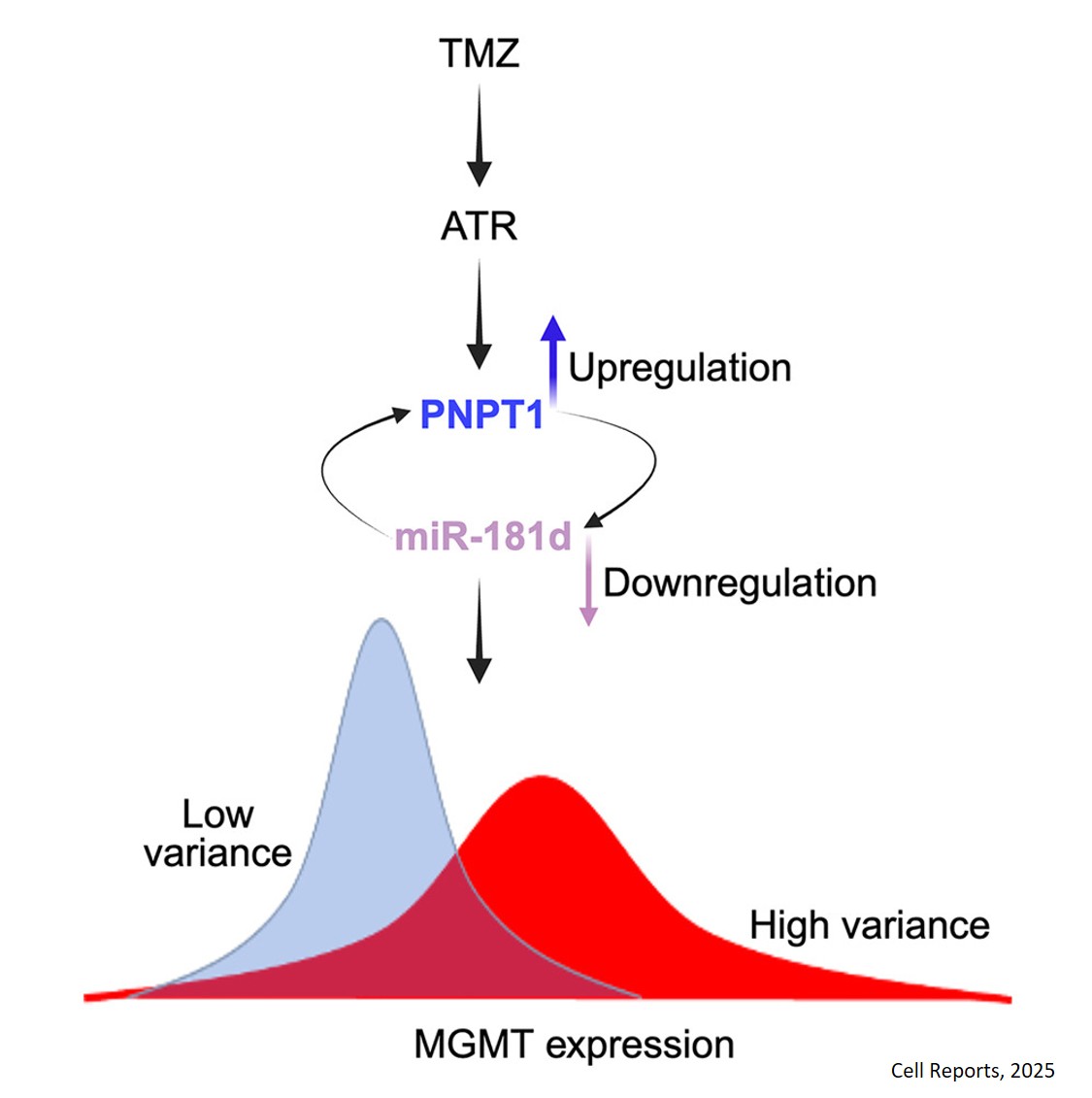 How microRNA regulates intratumoral heterogeneity